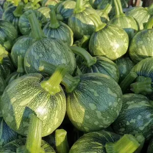 Early Maturity Zucchini Seed Round Green F1 Hybrid Squash/zucchini Seeds No.80 thumbnail-2