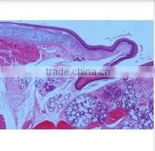 Animal Histology Teaching Slides,Animal Histology Slides,Mammal Histology Slides thumbnail-5