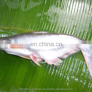 Frozen Pangasius (Pangasius Hypophthalmus) thumbnail-2