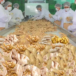 Ginger Juice Processing Line, Ginger Beater, Ginger Tea Ginger Powder Processing Line Ginger Peeler thumbnail-5