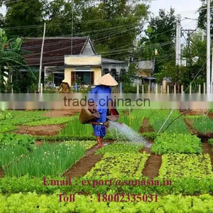 Genuine Neem Oil thumbnail-1