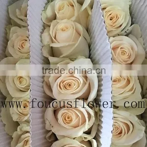 Various Classical High Quality Kunming Export Whole 2016 Selling Fresh Cut Roses From China thumbnail-2