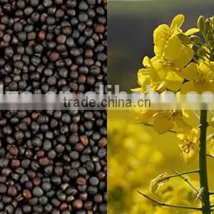 Crude Degummed Rapeseed Oil thumbnail-2