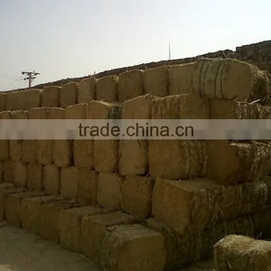 Wheat Straw thumbnail-1