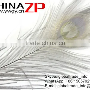 CHINAZP Leading Supplier Wholesale Cheap Full Eye Dyed Grey Long Peacock Tail Feathers thumbnail-5