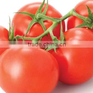 Fresh Tomato thumbnail-1