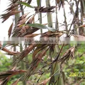 2016New Crop High Purity Moso Bamboo Seeds For Planting thumbnail-2