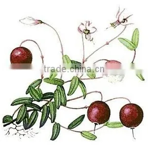 Natural High Quality Bilberry Extract /Bilberry Powder thumbnail-4