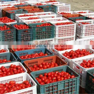 Hot Selling Sun Dried Tomotoes for Buyer thumbnail-4