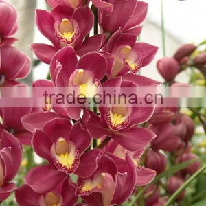 Cymbidium Flower thumbnail-1
