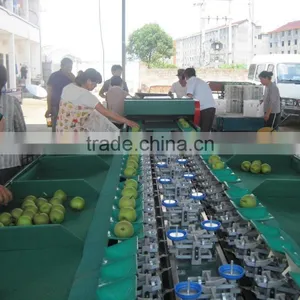 Apple Grading Machine Sorter Grader thumbnail-1