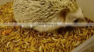 Freeze Dried Mealworms thumbnail-1
