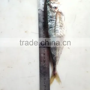 Frozen Horse Mackerel Hot Sale High-class Fish Fresh thumbnail-2