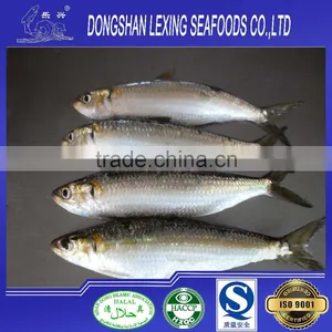 BQF Frozen Sardine Fish thumbnail-1