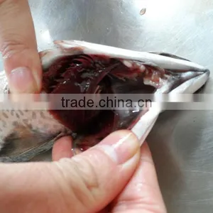 NEW FROZEN MACKEREL FROM CHINA thumbnail-1