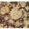Marbel (13) thumbnail-1