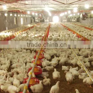 Manufacture OfAutomatic High Quality Low Price Chicken Feeders thumbnail-4