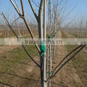 Fiberglass Stake With Pencil Point thumbnail-2