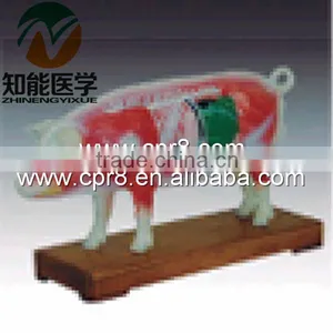 BIX-Y1030 Pig Acupuncture Model thumbnail-1