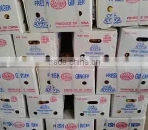 New Chinese Fresh Ginger 2015 Crop thumbnail-1