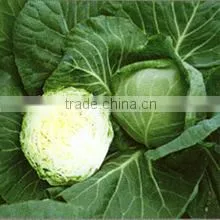 Cabbage Prices thumbnail-1