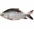 Katla Fish thumbnail-1