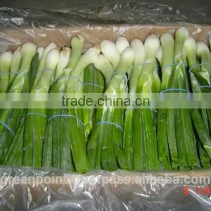 Spring Onion thumbnail-5