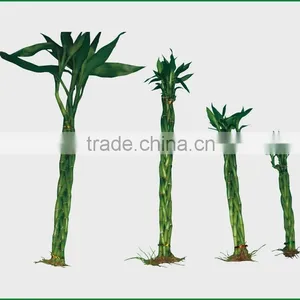 18 Stems Braided Lucky Bamboo Bonsai Tree Dracaena Sanderiana Indoor Aquatic Feng Shui Plants Nursery Garden Decoration thumbnail-5