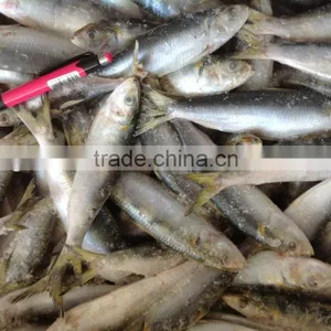 Good Quality Whole Round Sardine 20-30pcs/kg in 2016 thumbnail-2