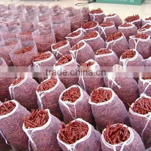 Dried Chili thumbnail-1