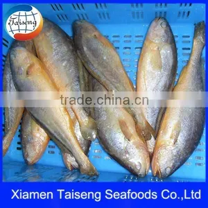 IQF Chilled Yellow Croaker Price thumbnail-1