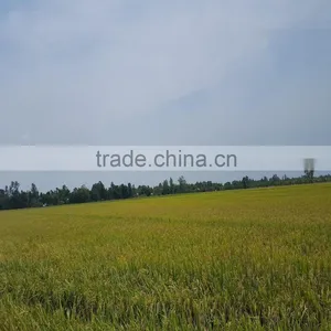 HOT PRICE VIETNAMESE 5% BROKEN KDM RICE WITH NEW HARVEST thumbnail-5