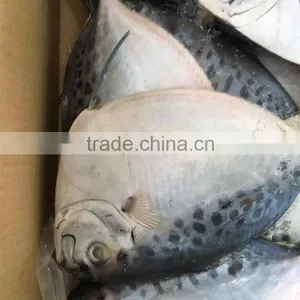 Chinese Moonfish Factory Price thumbnail-1