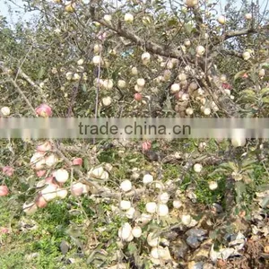Fresh Fruits thumbnail-1