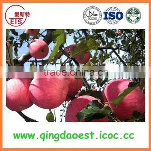 Wholesale 2015 Grade A Fuji Apple thumbnail-3