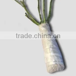 Rose Plants / Grafted Rose Plants thumbnail-5