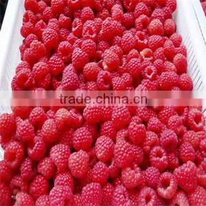 IQF Frozen Import Raspberry in Good Quality in Bulk thumbnail-1