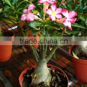 Desert Rose thumbnail-3