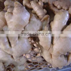 Fresh Air Dried Ginger thumbnail-5