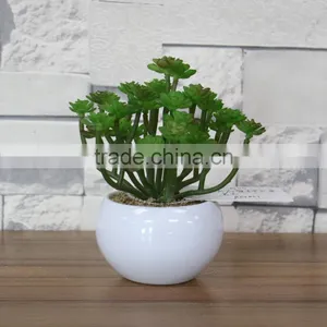 White Potted Mini Succulent Plants Bonsai thumbnail-5