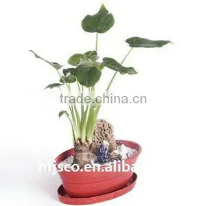 Bulk Cheap Ecological Bamboo Fiber Flower Pots & Planters thumbnail-1