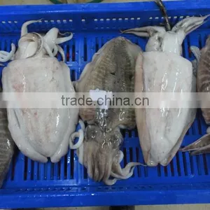 Frozen Cuttlefish thumbnail-5