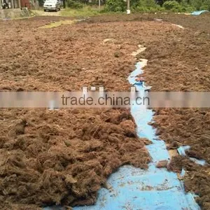 Sell Gracilaria, Euchema Spinosum And Cottoni Seaweeds thumbnail-1