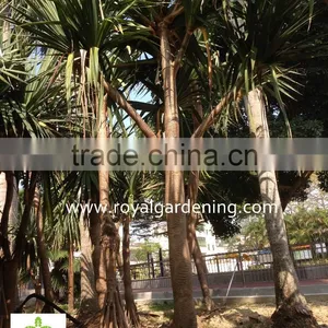 Pandanus Utilis High 4-5m Landscaping Tree thumbnail-1