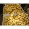 Ginger thumbnail-1