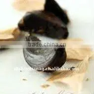 Black Garlic thumbnail-1