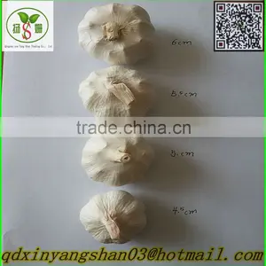 (A A A ) Pure White Garlic: Exports Europe and the United States, Southeast Asia thumbnail-1