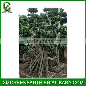 Ficus Microcarpa Bonsai 2.5-3m(2) thumbnail-1