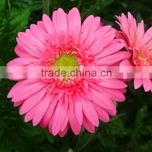 Fashion Honey Pink Gerbera Daisy thumbnail-1