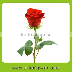Hot Sale Antirrhinum Rose Seedlings thumbnail-1